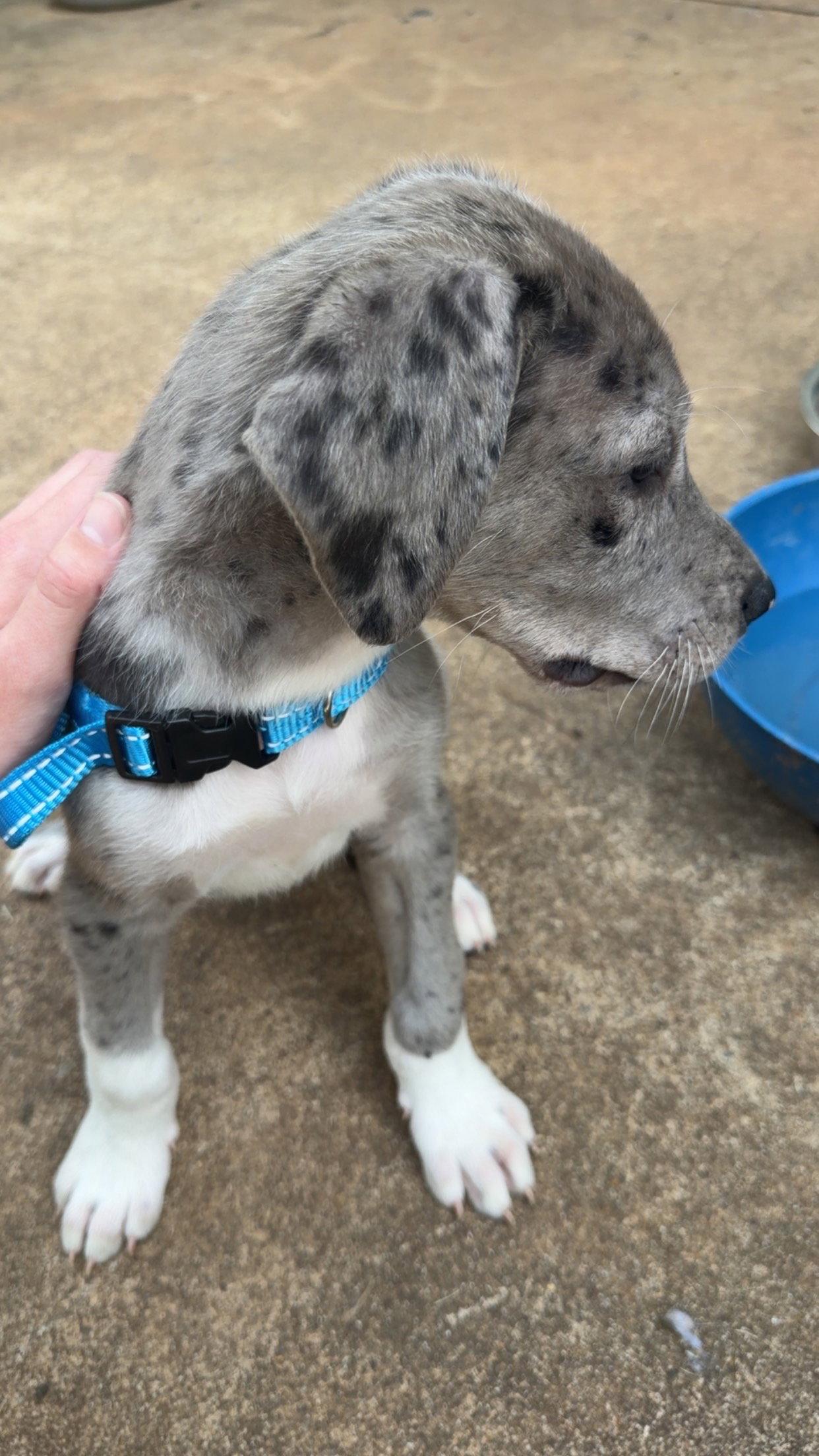 Donald, Adopted, Puppy Male Great Dane & Great Pyrenees.