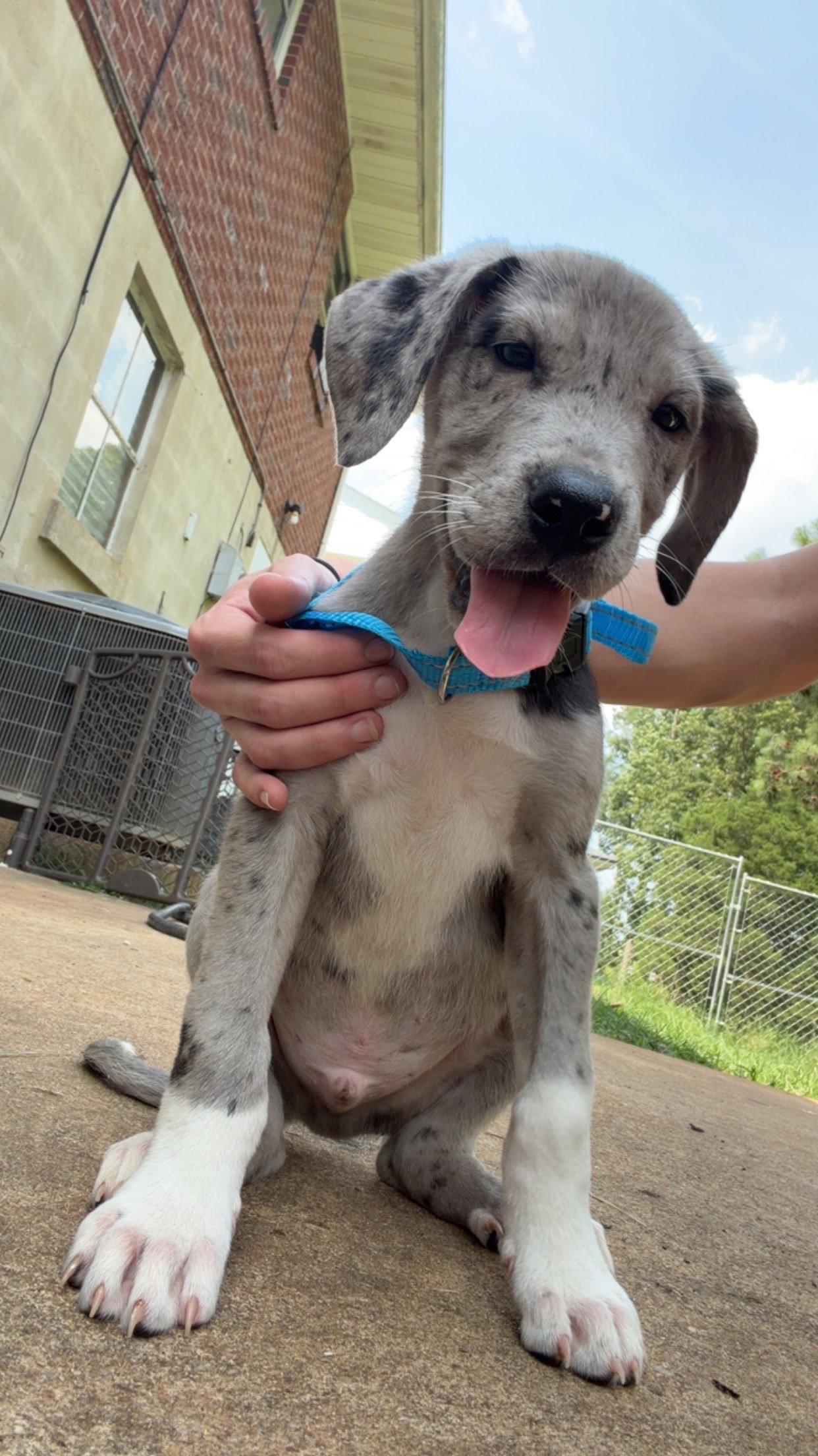 Enlarge Donald, a Adopted mixed breed in Chambersburg, PA image 2/3