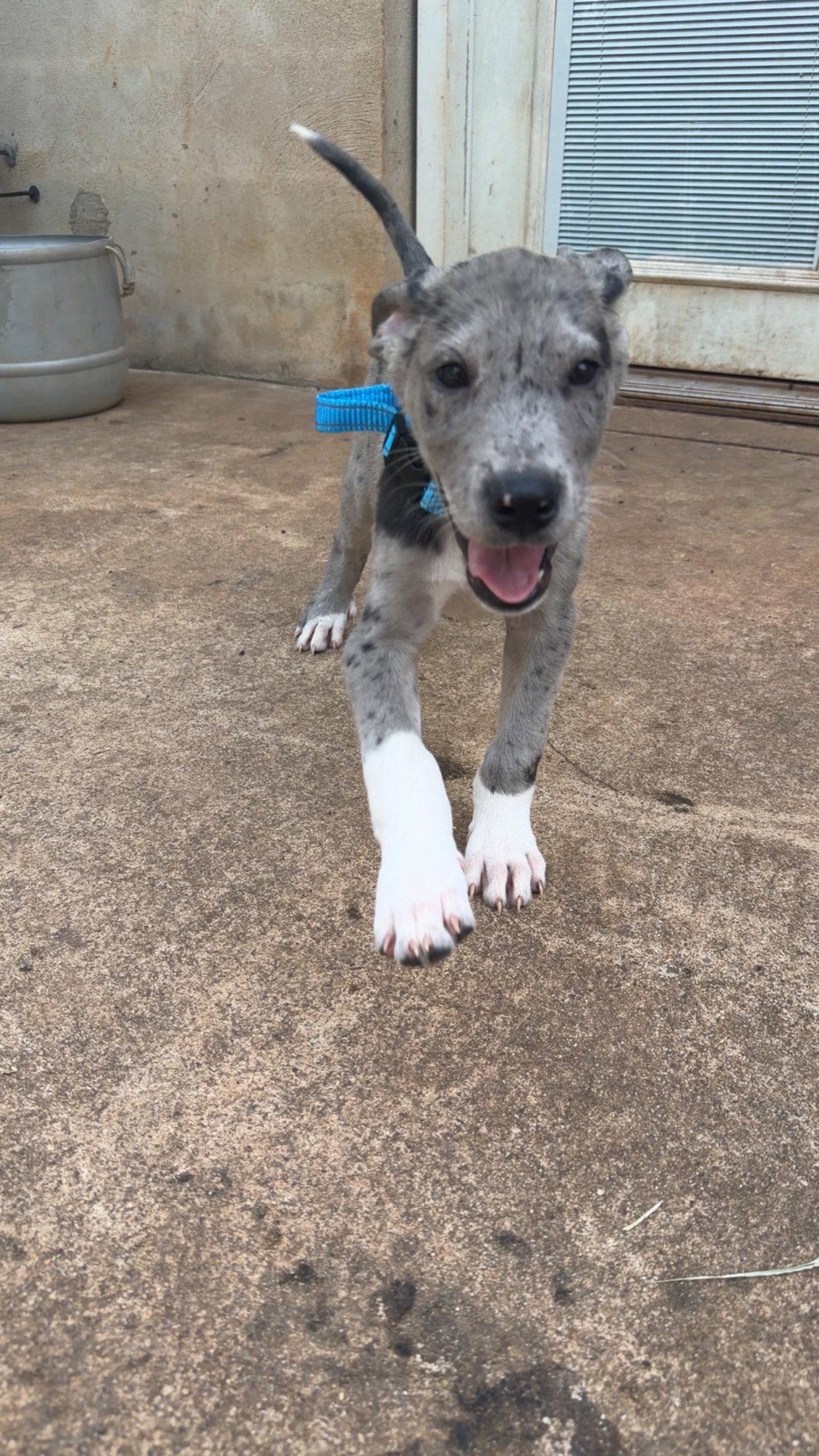 Enlarge Donald, a Adopted mixed breed in Chambersburg, PA image 3/3