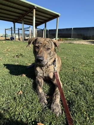 Fitz, an adoptable Mixed Breed in Roseburg, OR, 97471 | Photo Image 2