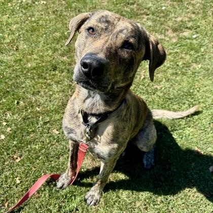 Fitz, an adoptable Mixed Breed in Roseburg, OR, 97471 | Photo Image 3