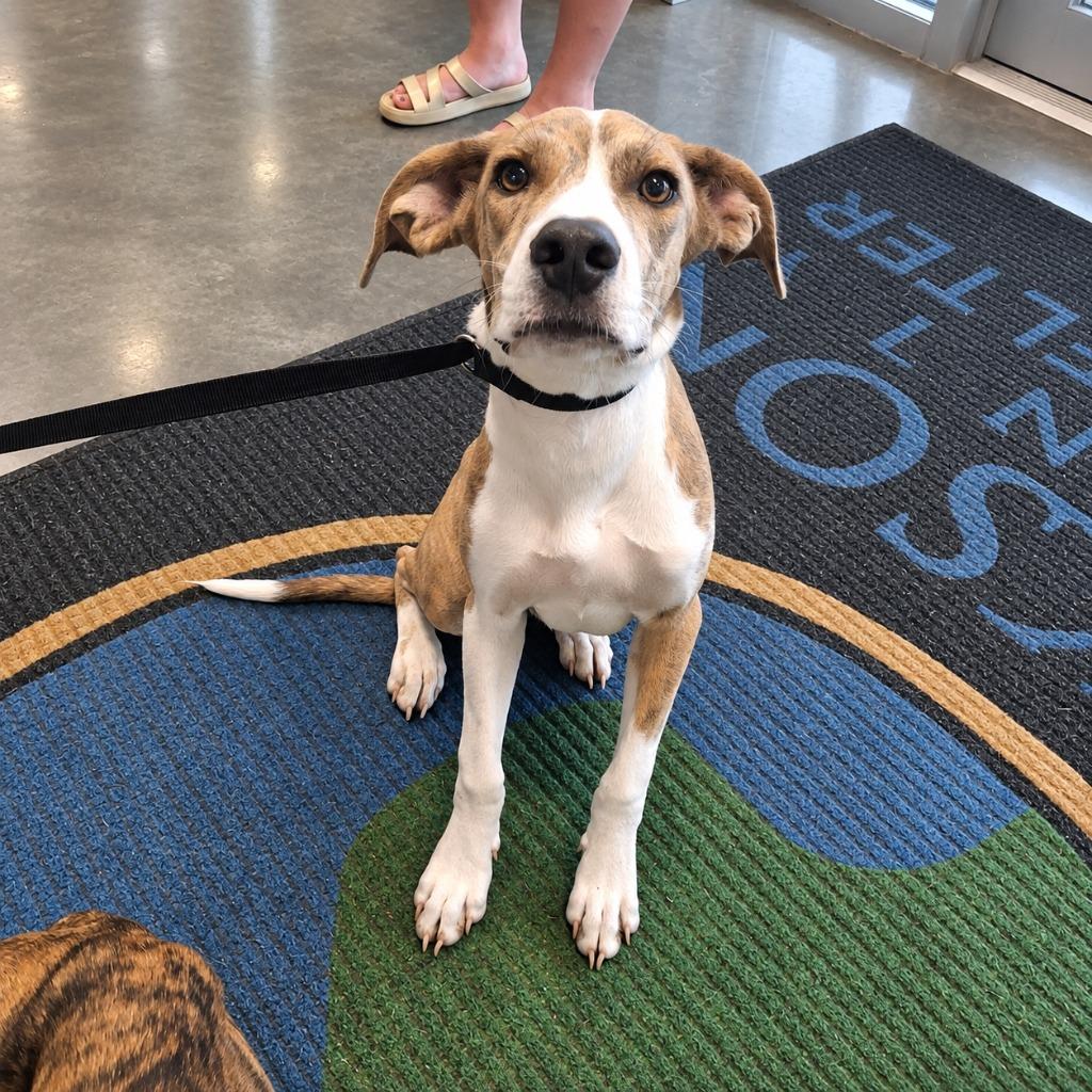 Enlarge Banana Spider, a Adoptable Hound in Gautier, MS image 1/2
