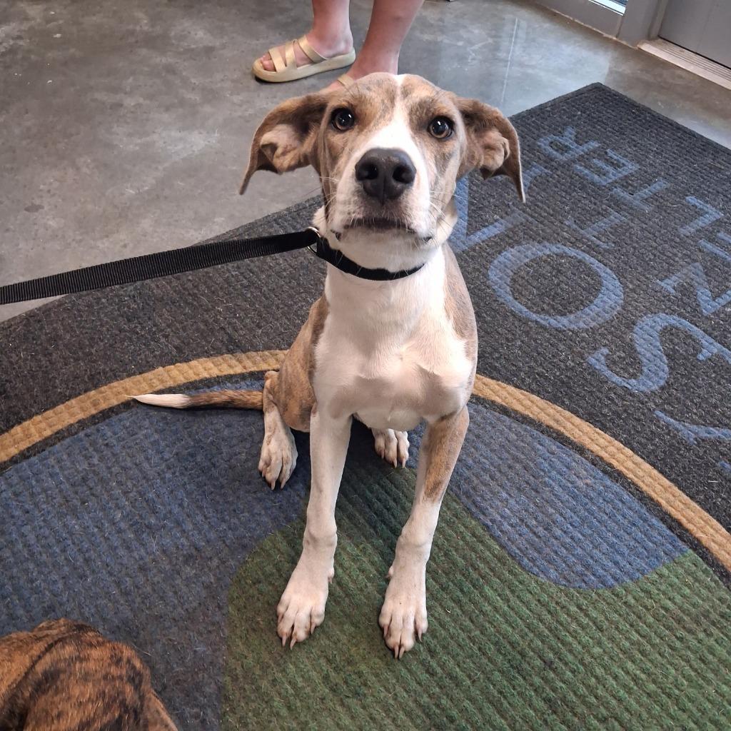 Enlarge Banana Spider, a Adoptable Hound in Gautier, MS image 2/2
