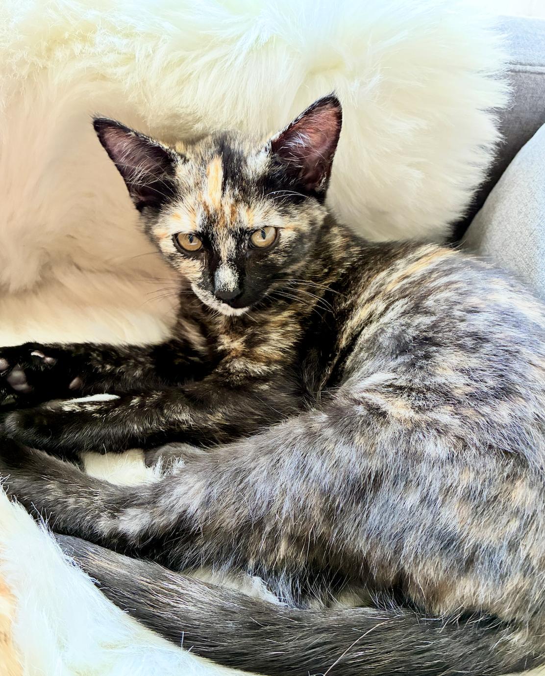 Oreo, an adoptable Domestic Short Hair in San Luis Obispo, CA image 3/4