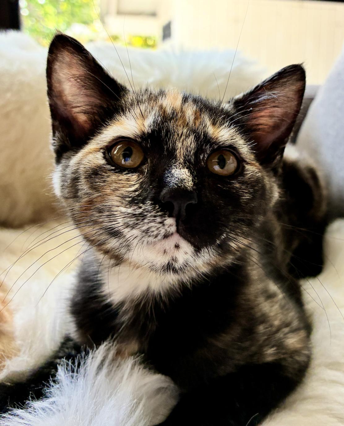 Oreo, an adoptable Domestic Short Hair in San Luis Obispo, CA image 1/4