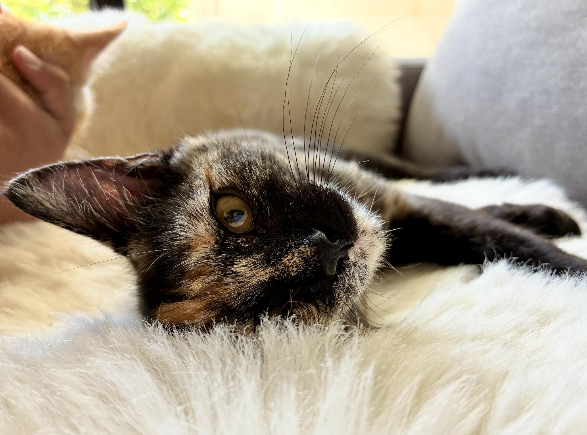 Oreo, an adoptable Domestic Short Hair in San Luis Obispo, CA image 4/4