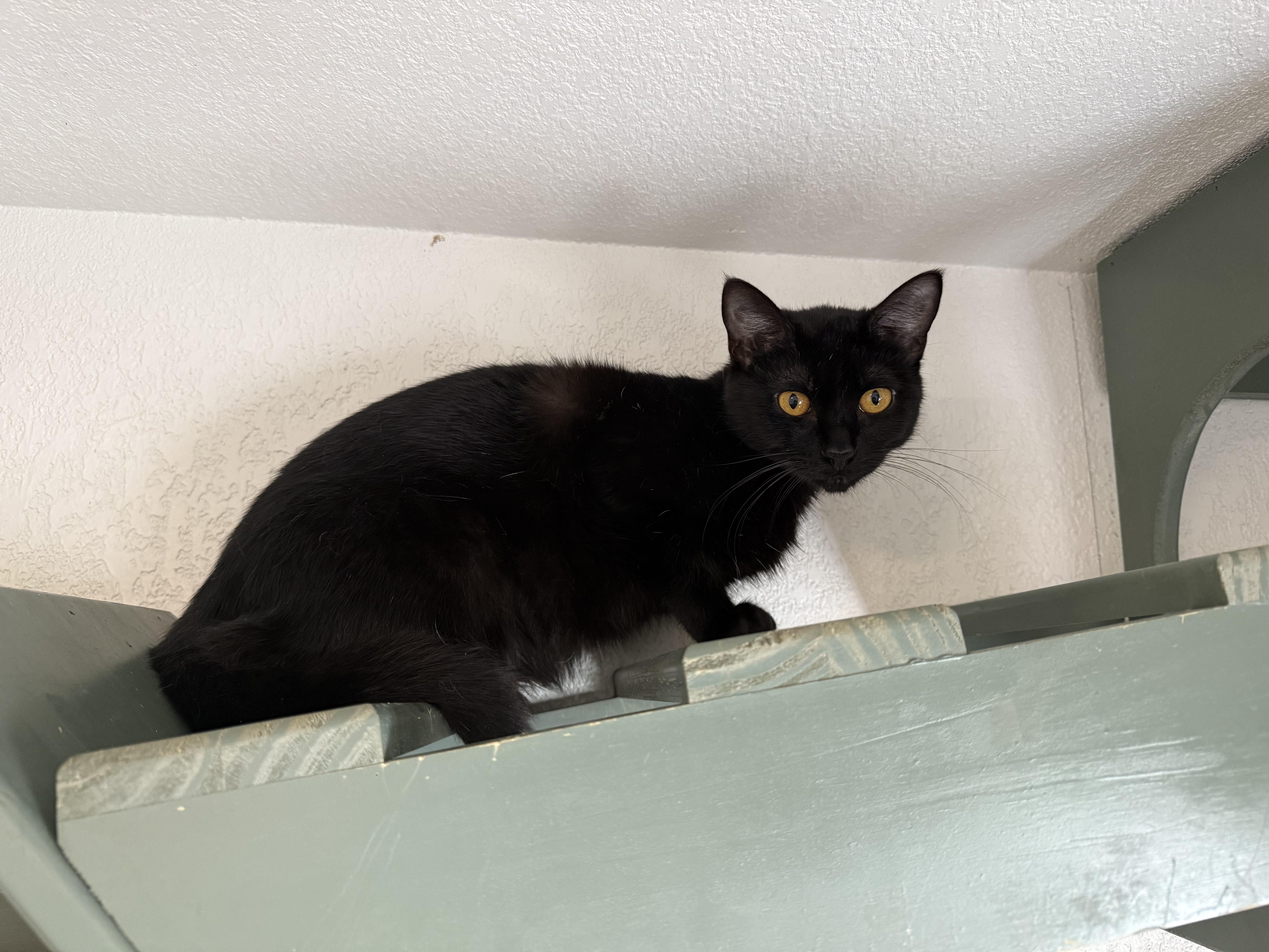 Enlarge Milano, a Adoptable Domestic Short Hair in Bella Vista, AR image 2/3