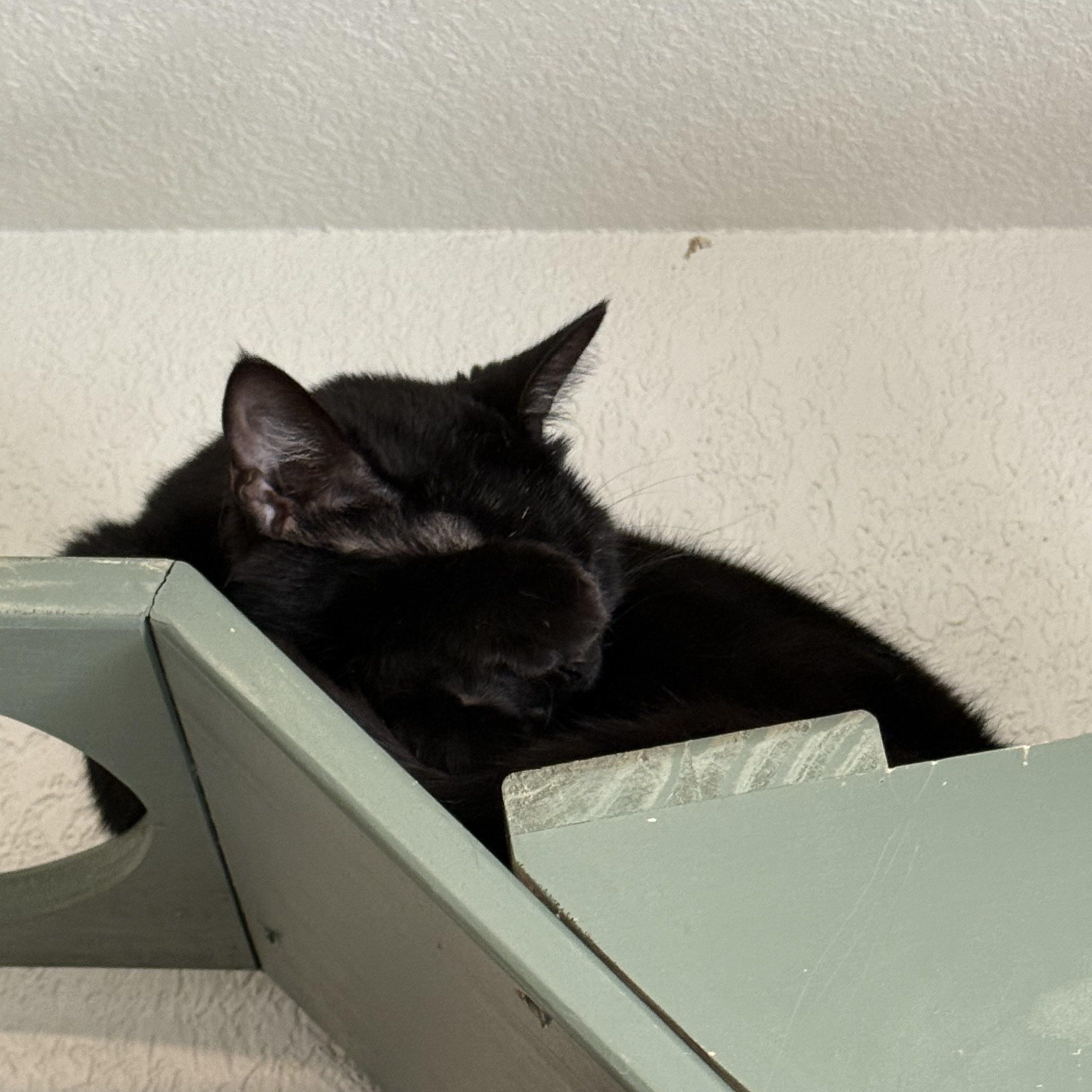 Enlarge Milano, a Adoptable Domestic Short Hair in Bella Vista, AR image 3/3