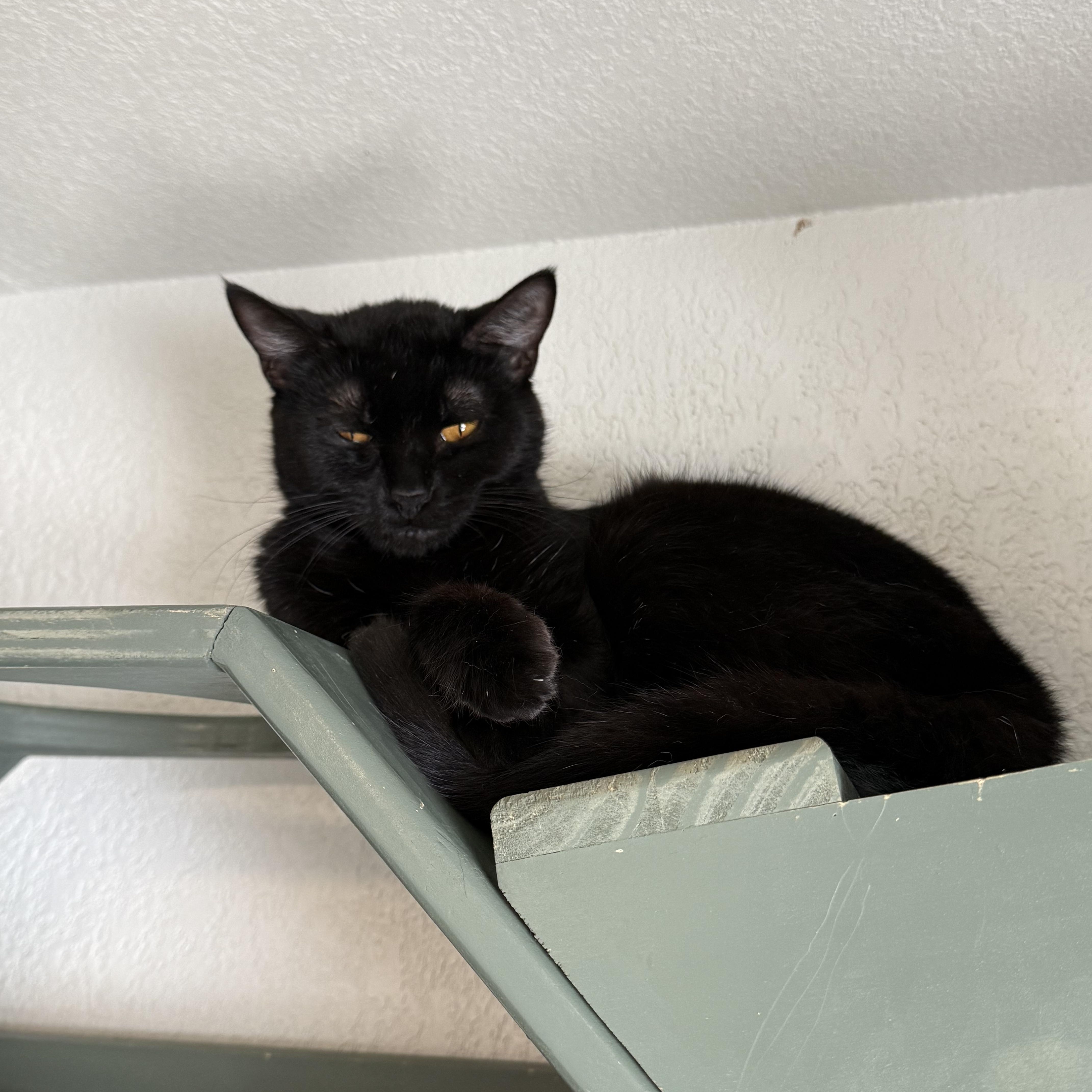 Enlarge Milano, a Adoptable Domestic Short Hair in Bella Vista, AR image 1/3