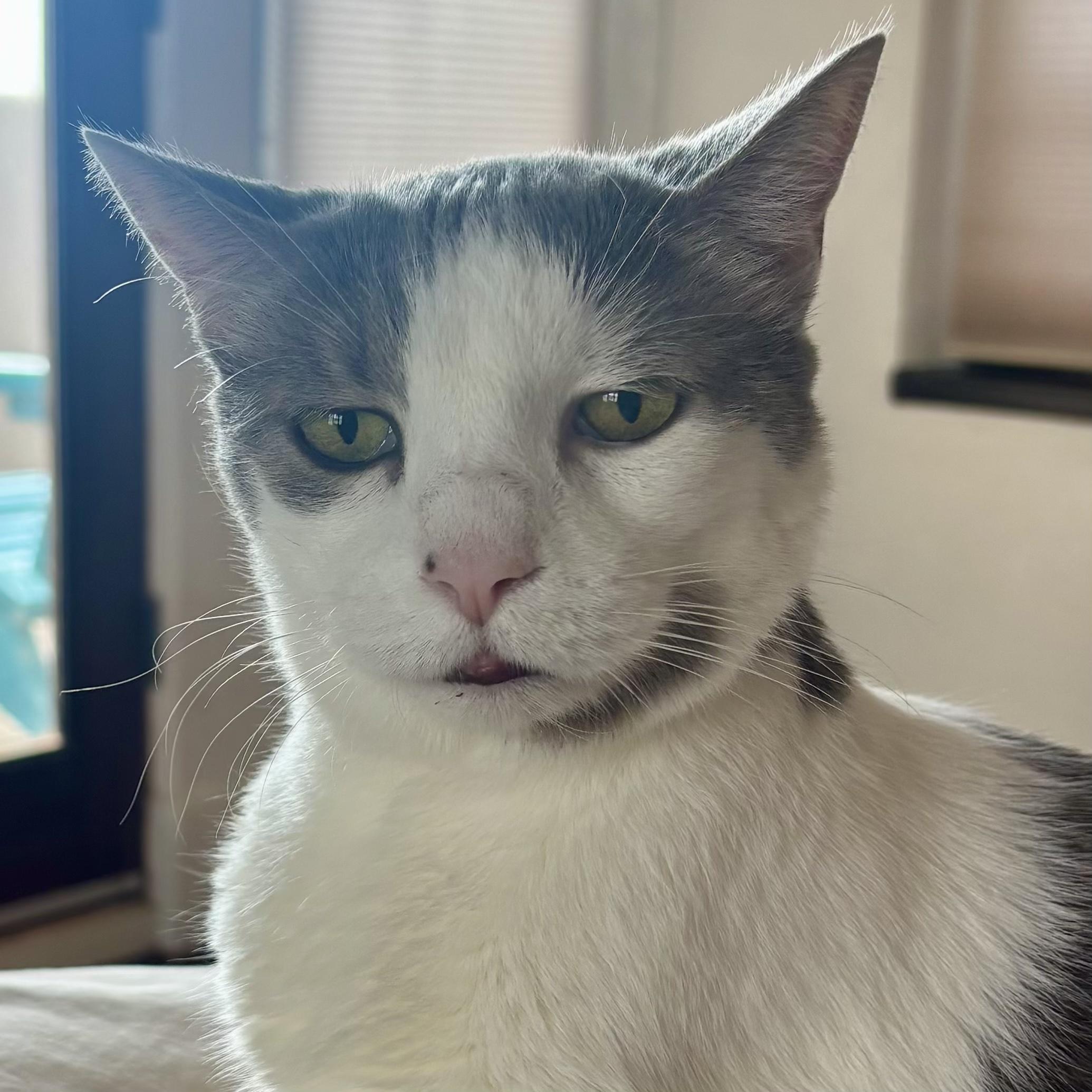 Clark, Adoptable, Senior Male Domestic Short Hair.