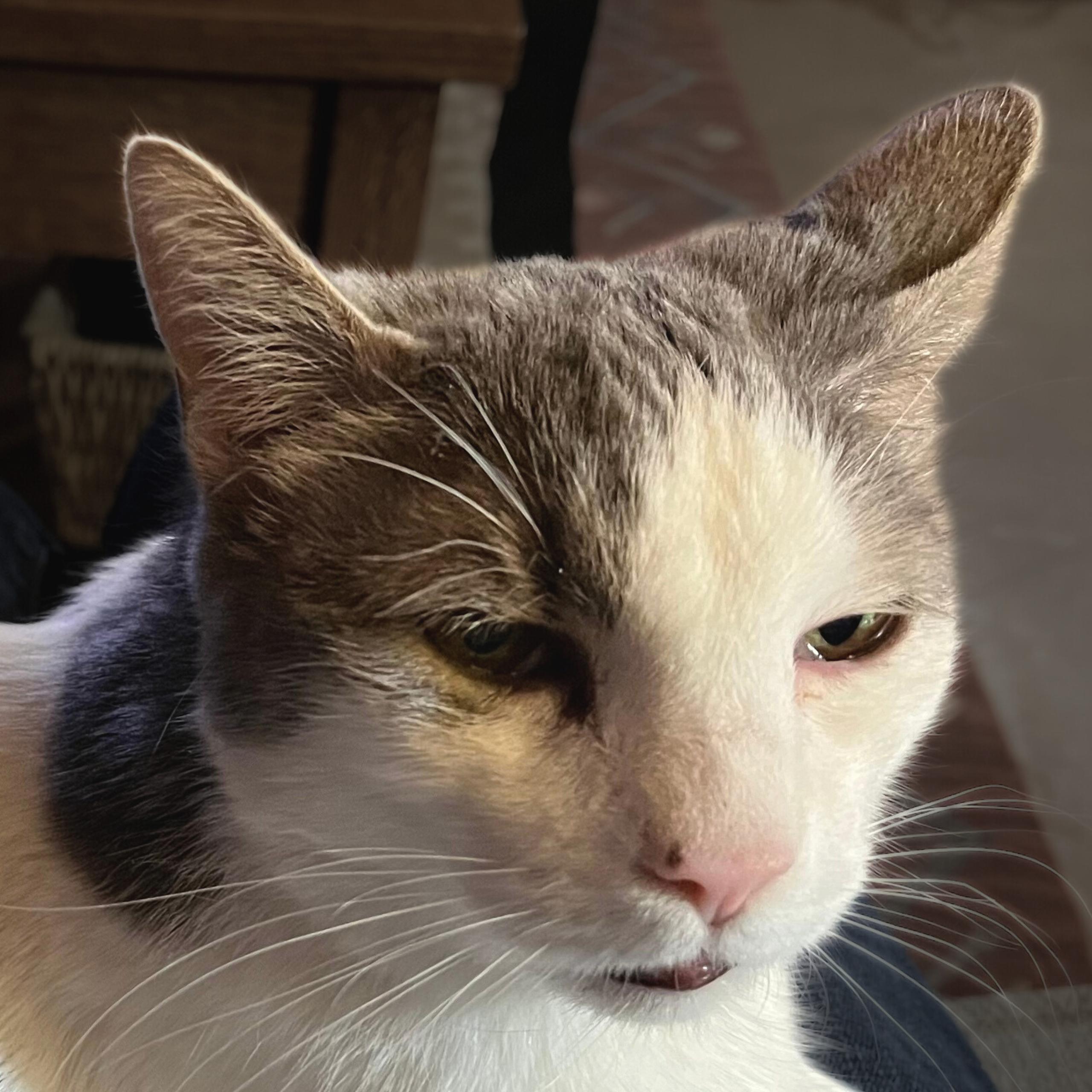 Enlarge Clark, a Adoptable mixed breed in Santa Fe, NM image 1/4