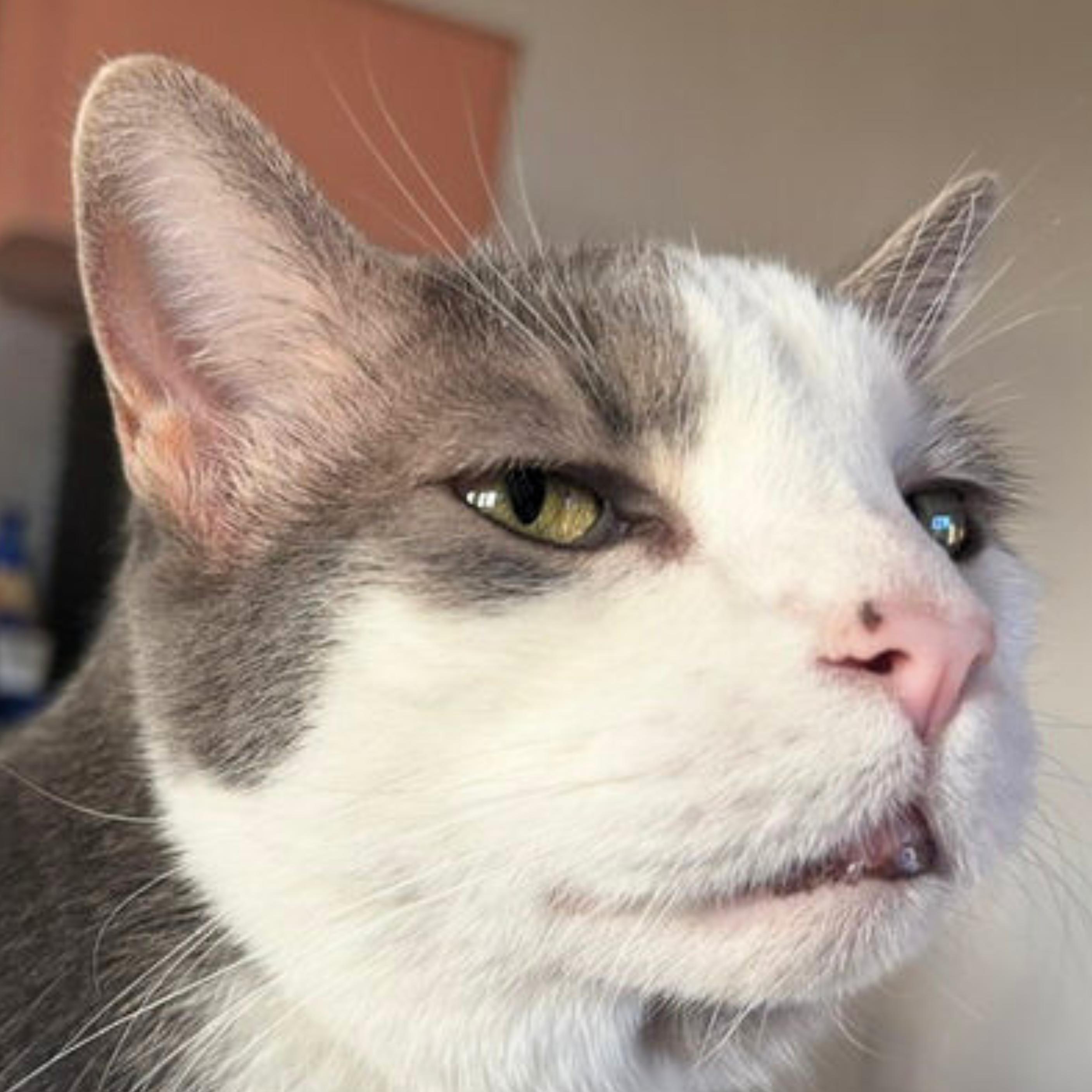 Clark, Adoptable, Senior Male Domestic Short Hair.