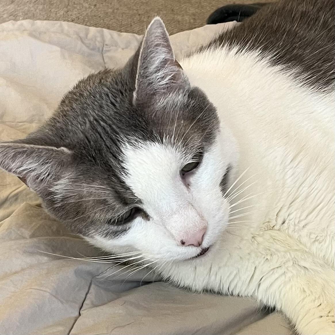 Enlarge Clark, a Adoptable mixed breed in Santa Fe, NM image 1/5