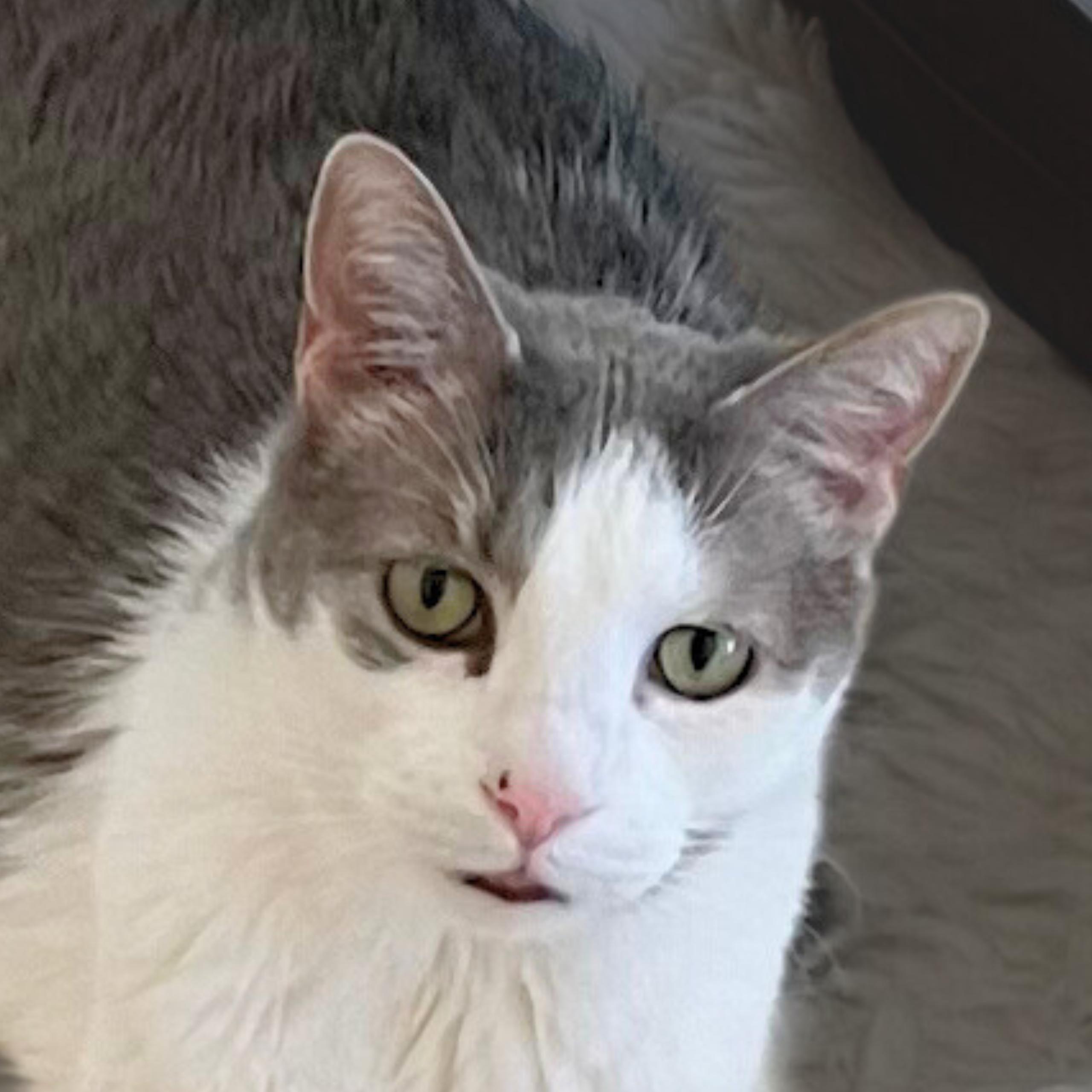 Enlarge Clark, a Adoptable mixed breed in Santa Fe, NM image 4/6