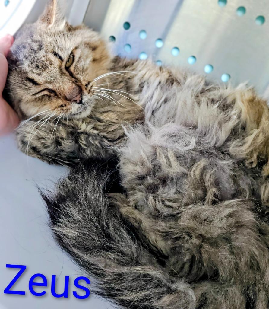 Zeus, Adoptable, Adult Male Domestic Medium Hair.