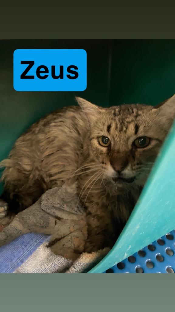 Zeus, Adoptable, Adult Male Domestic Medium Hair.