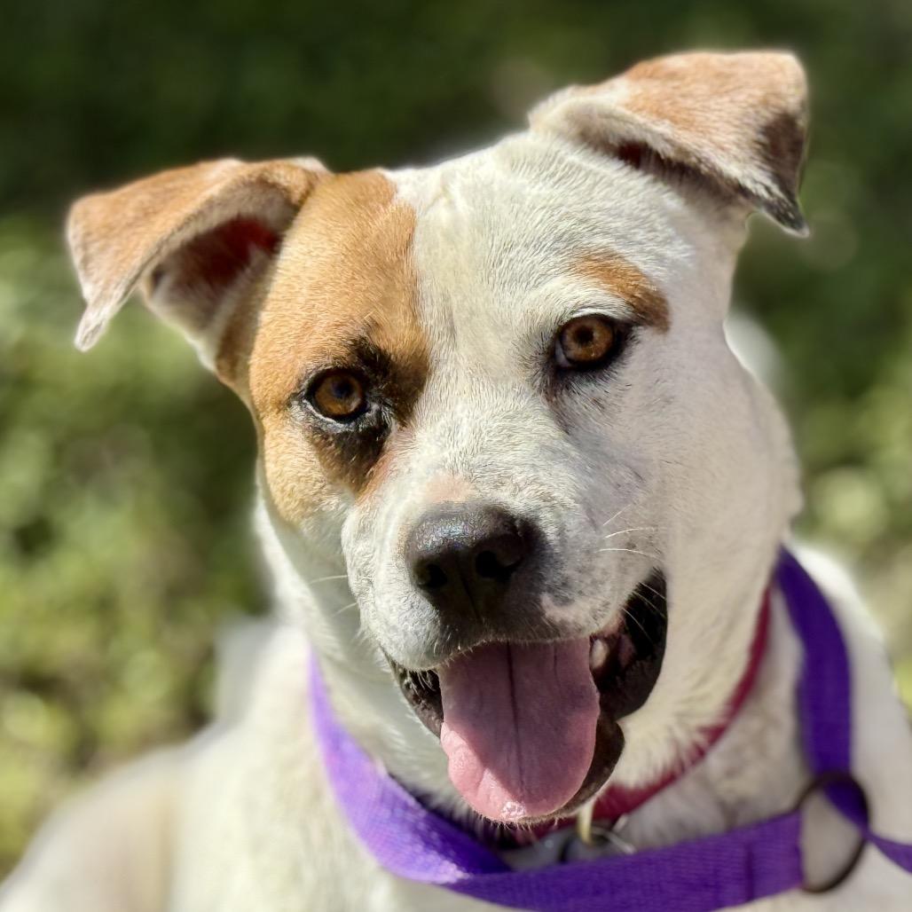 Jewel, Adoptable, Adult Female Boxer & Mixed Breed.