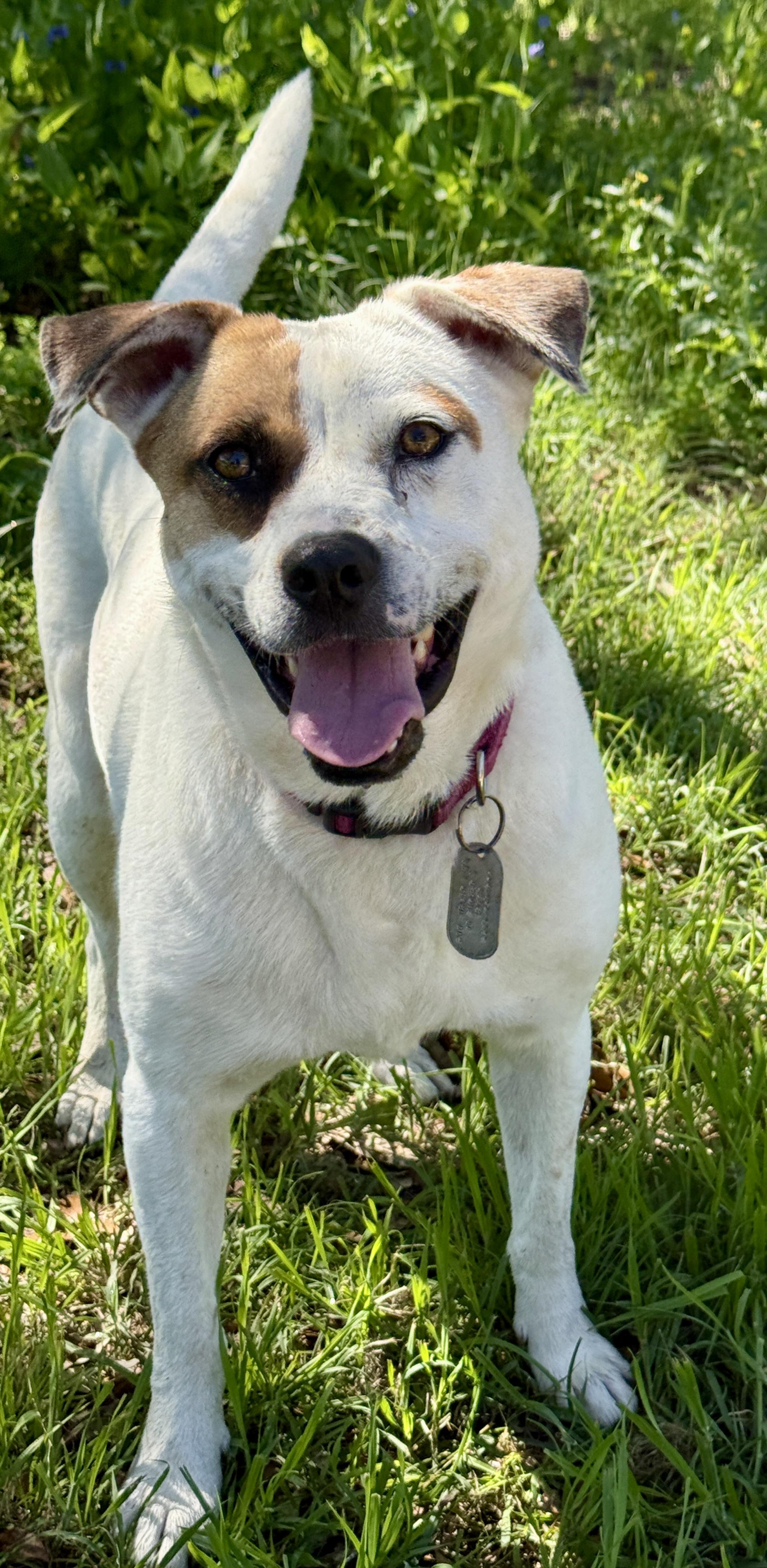 Enlarge Jewel, a Adoptable mixed breed in Austin, TX image 3/6