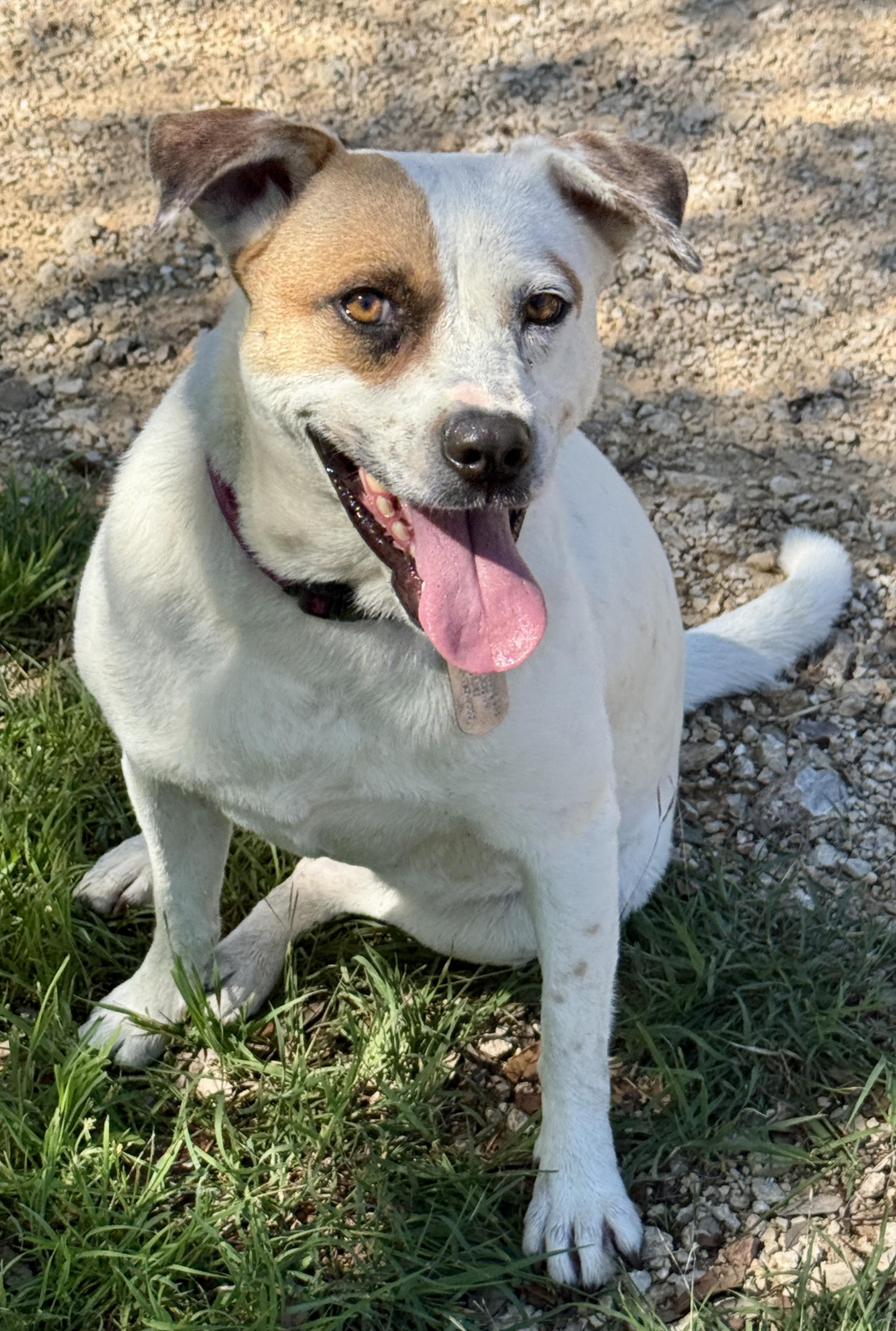 Enlarge Jewel, a Adoptable mixed breed in Austin, TX image 6/6