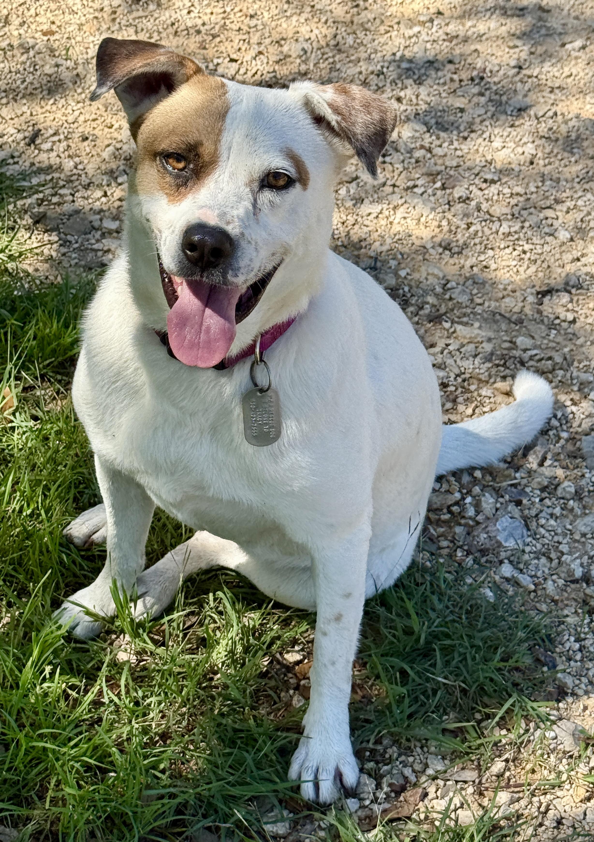 Enlarge Jewel, a Adoptable mixed breed in Austin, TX image 4/6