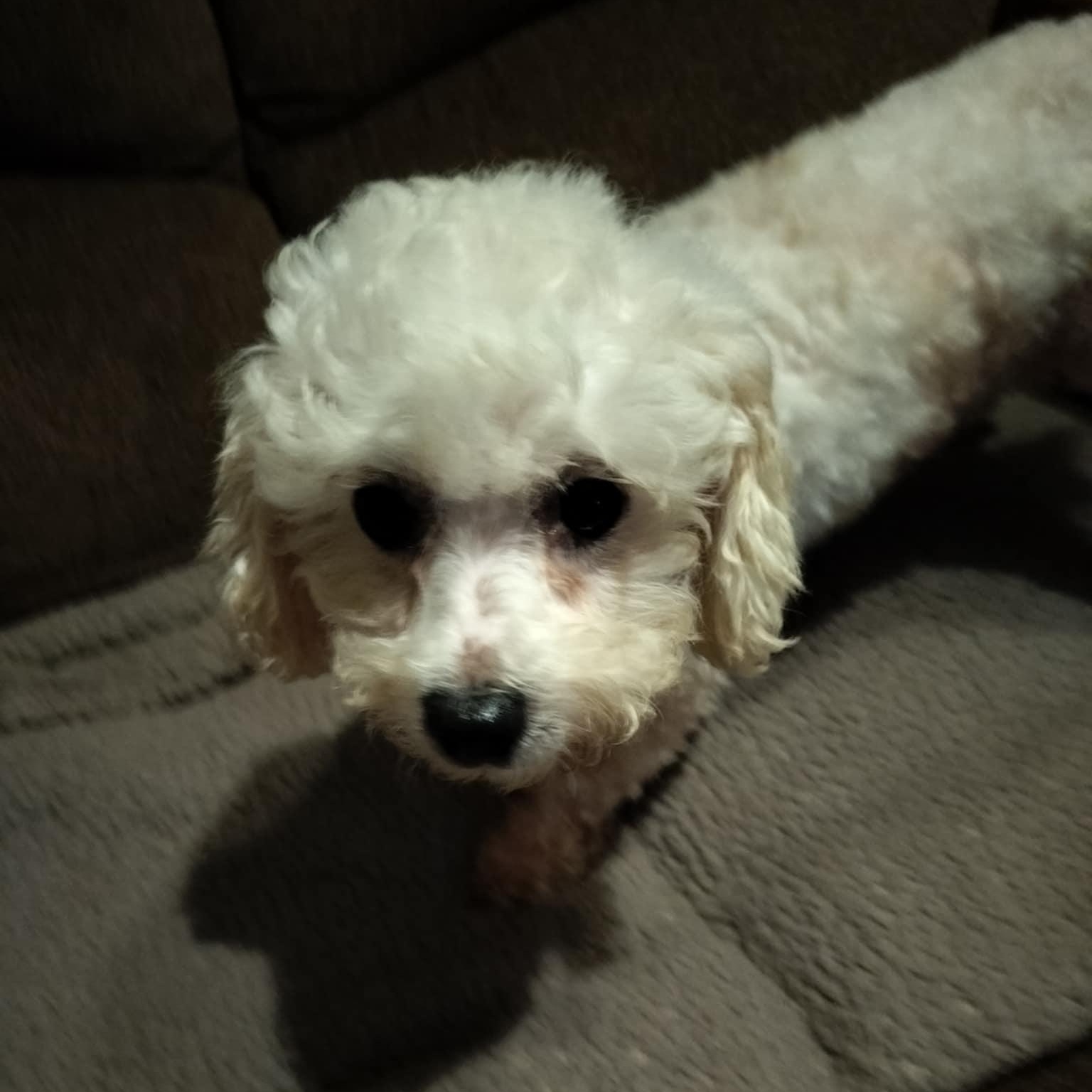 RACHEL, Adopted, Adult Female Bichon Frise.