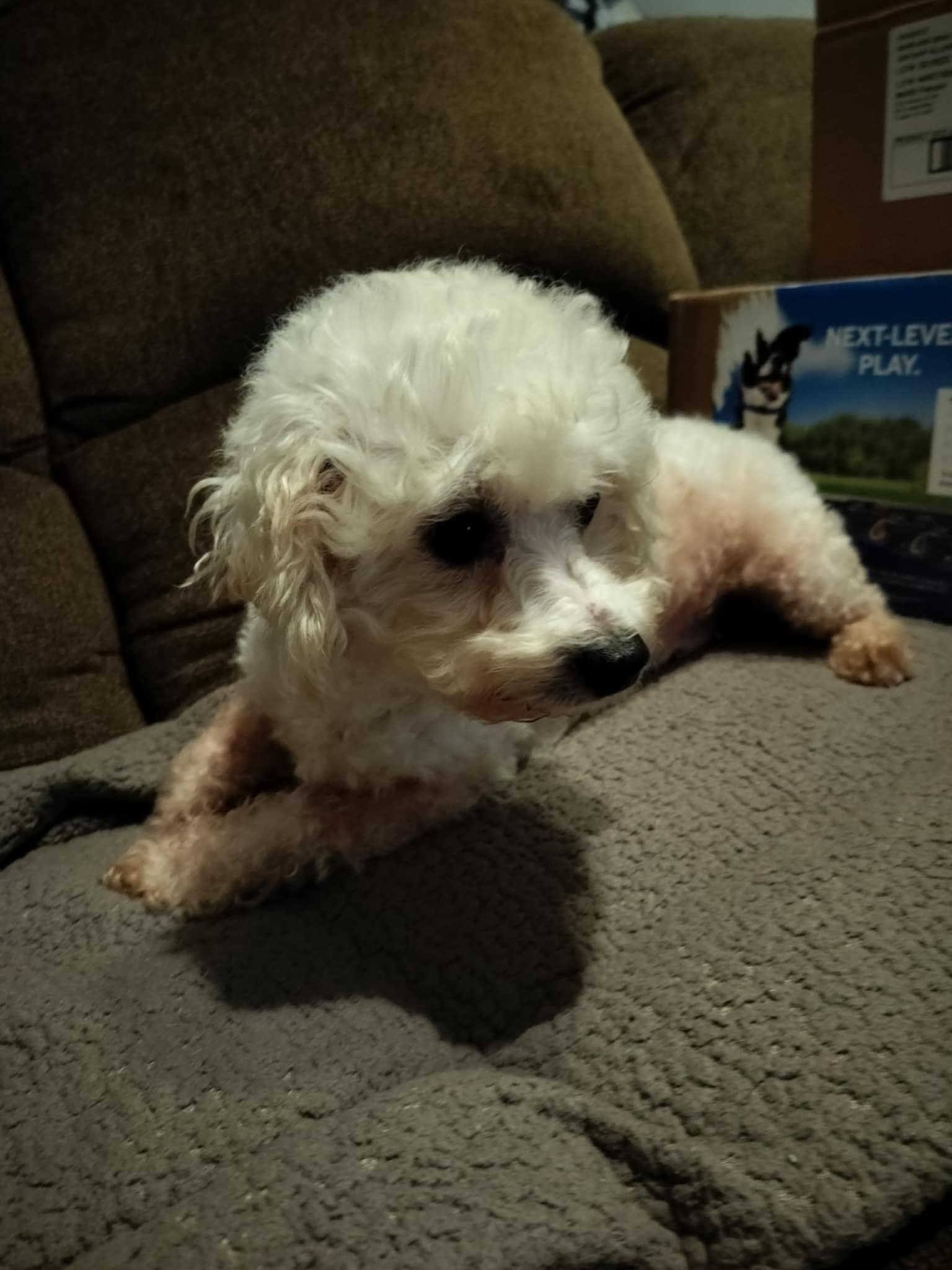 Enlarge RACHEL, a Adopted Bichon Frise in Harlem, GA image 2/5