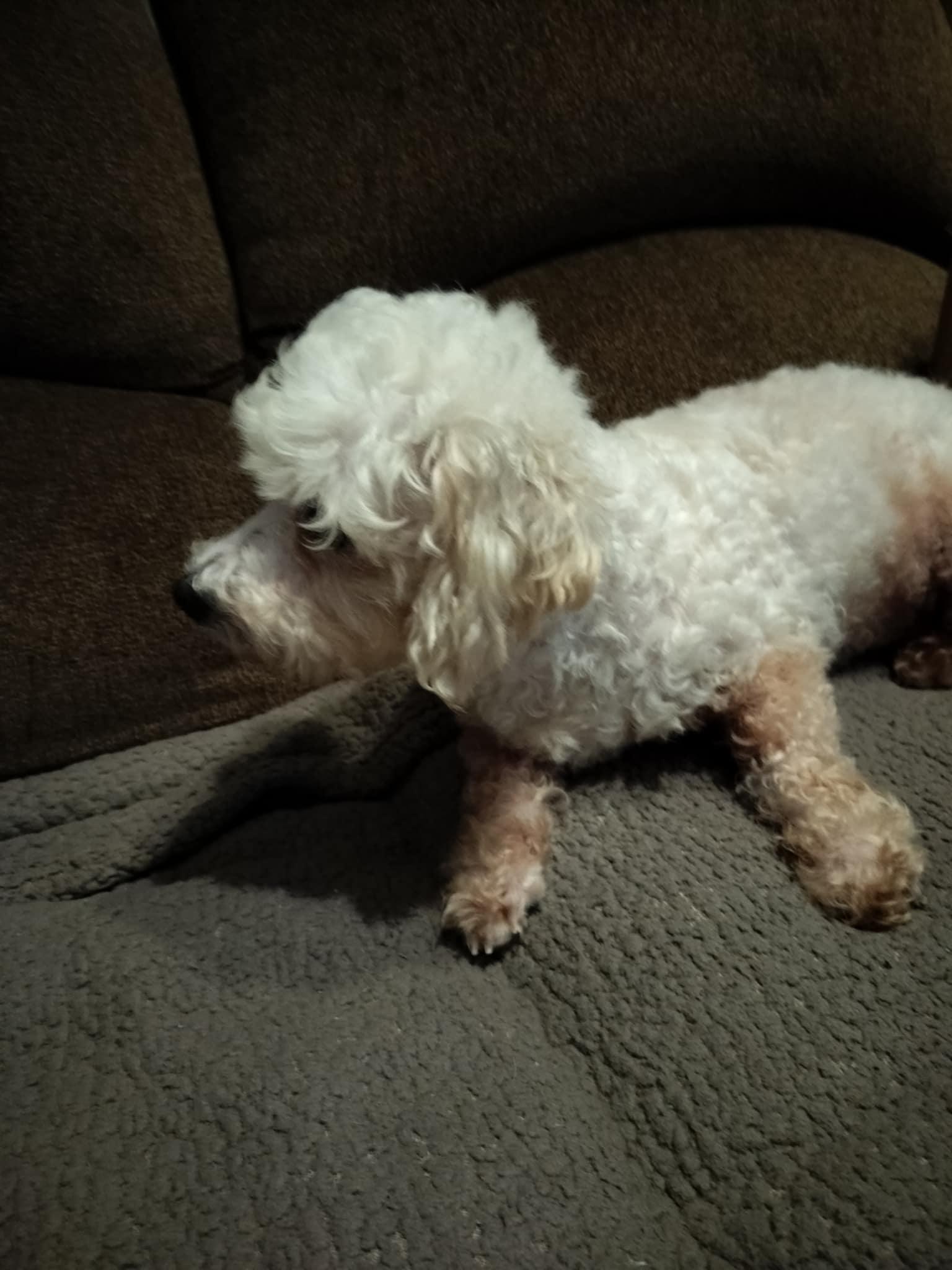 Enlarge RACHEL, a Adopted Bichon Frise in Harlem, GA image 3/5