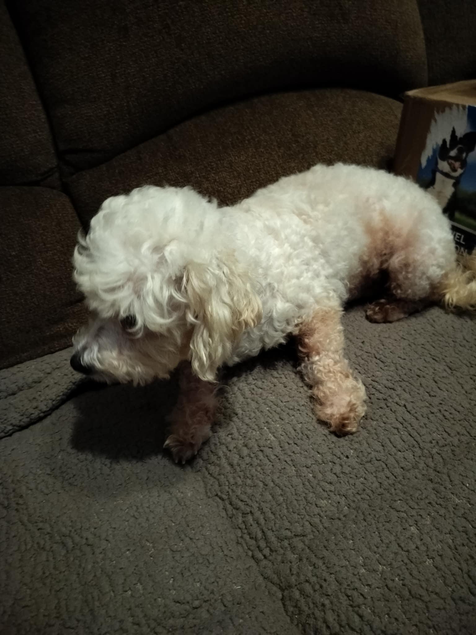 Enlarge RACHEL, a Adopted Bichon Frise in Harlem, GA image 5/5