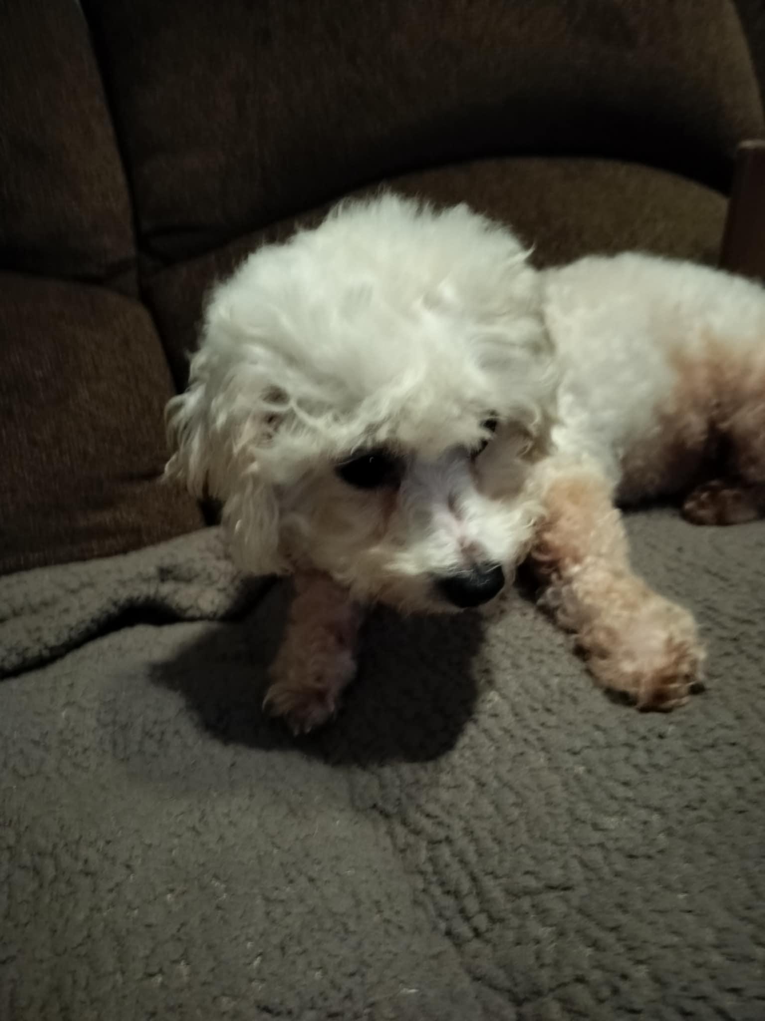 Enlarge RACHEL, a Adopted Bichon Frise in Harlem, GA image 4/5