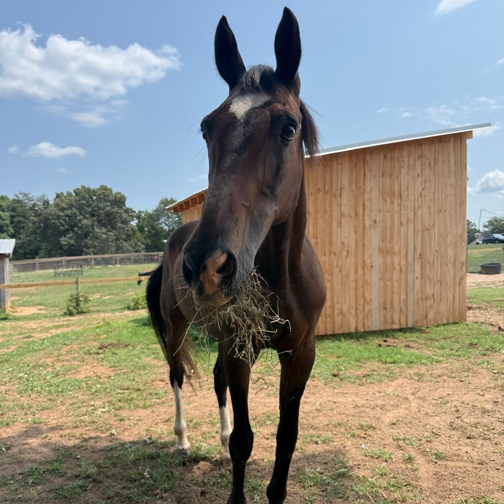 Whiskey, Adoptable, Senior Male Standardbred.