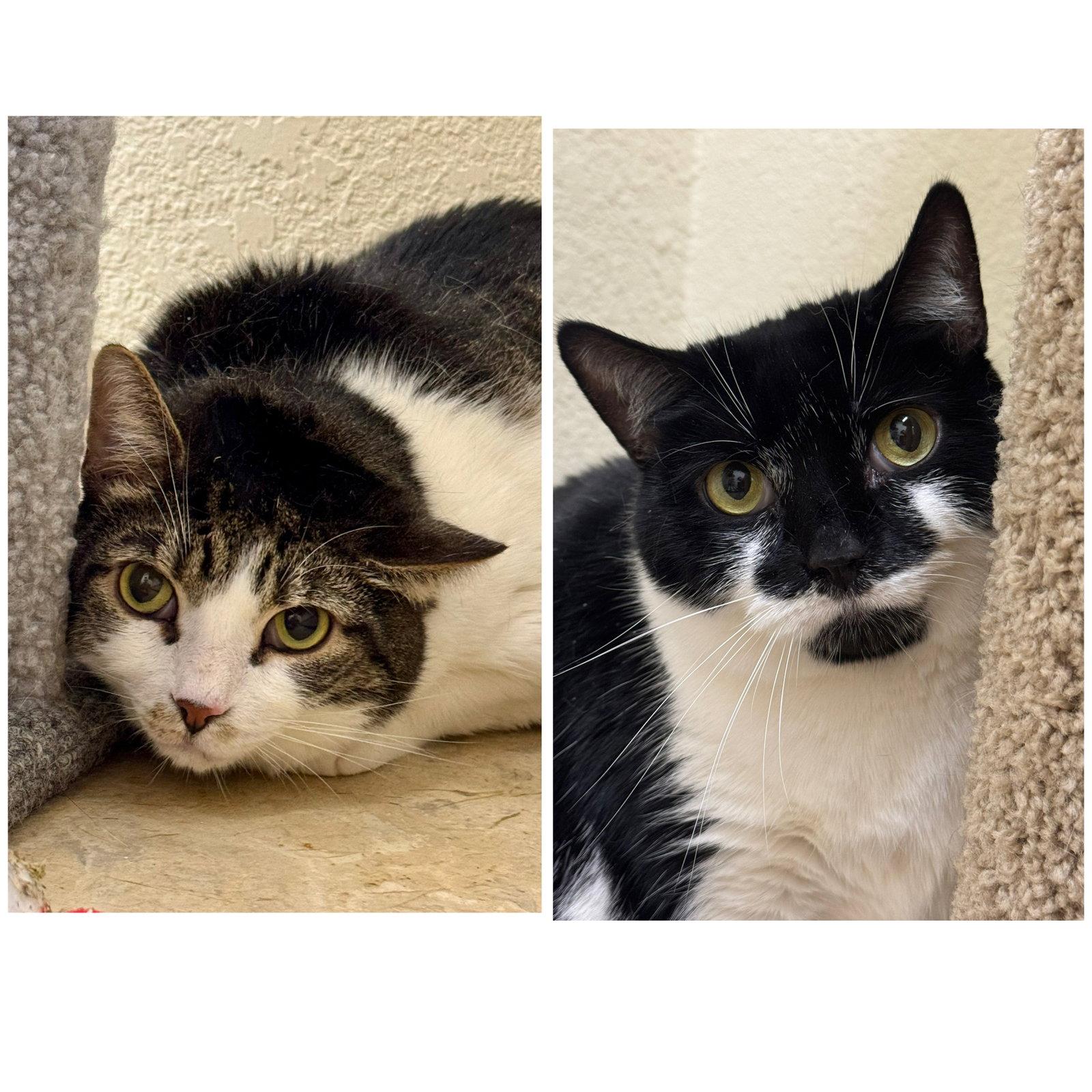 Enlarge Sauerkraut & Mewthree, a Adoptable Domestic Short Hair in Winchendon, MA image 1/1