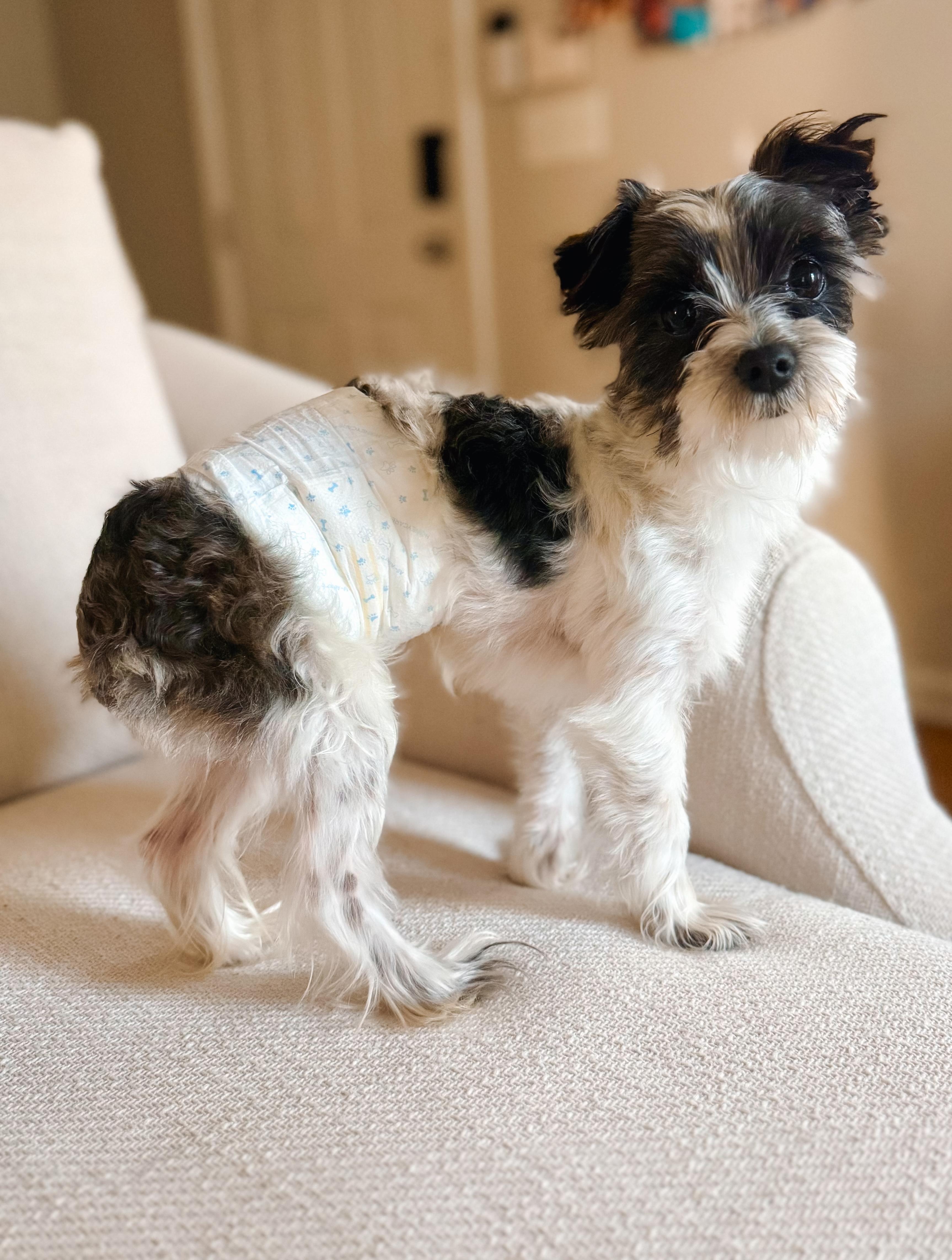 Roman, a ADOPTABLE Yorkshire Terrier in Atlanta, GA image 3/4