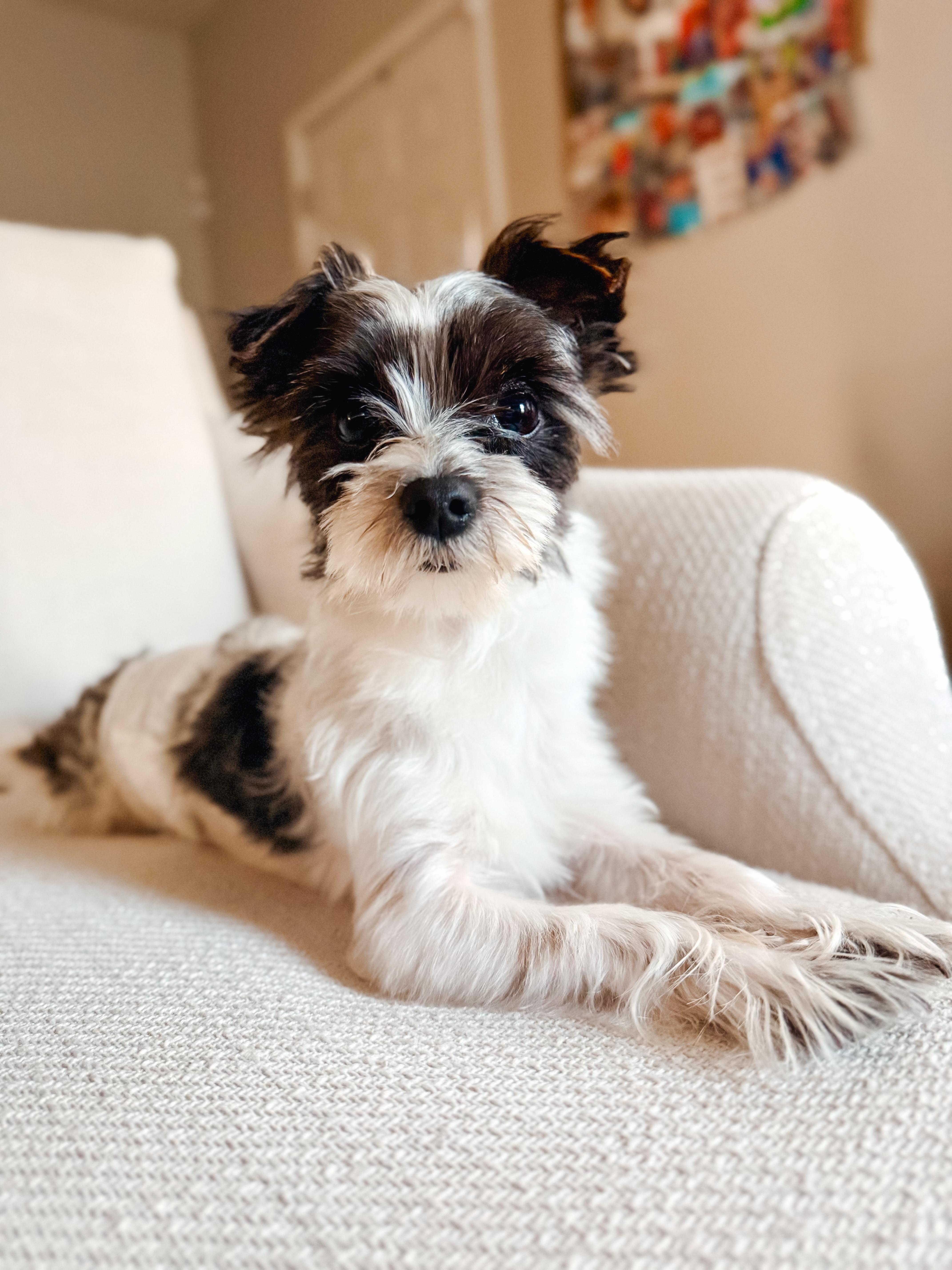 Roman, a ADOPTABLE Yorkshire Terrier in Atlanta, GA image 2/4