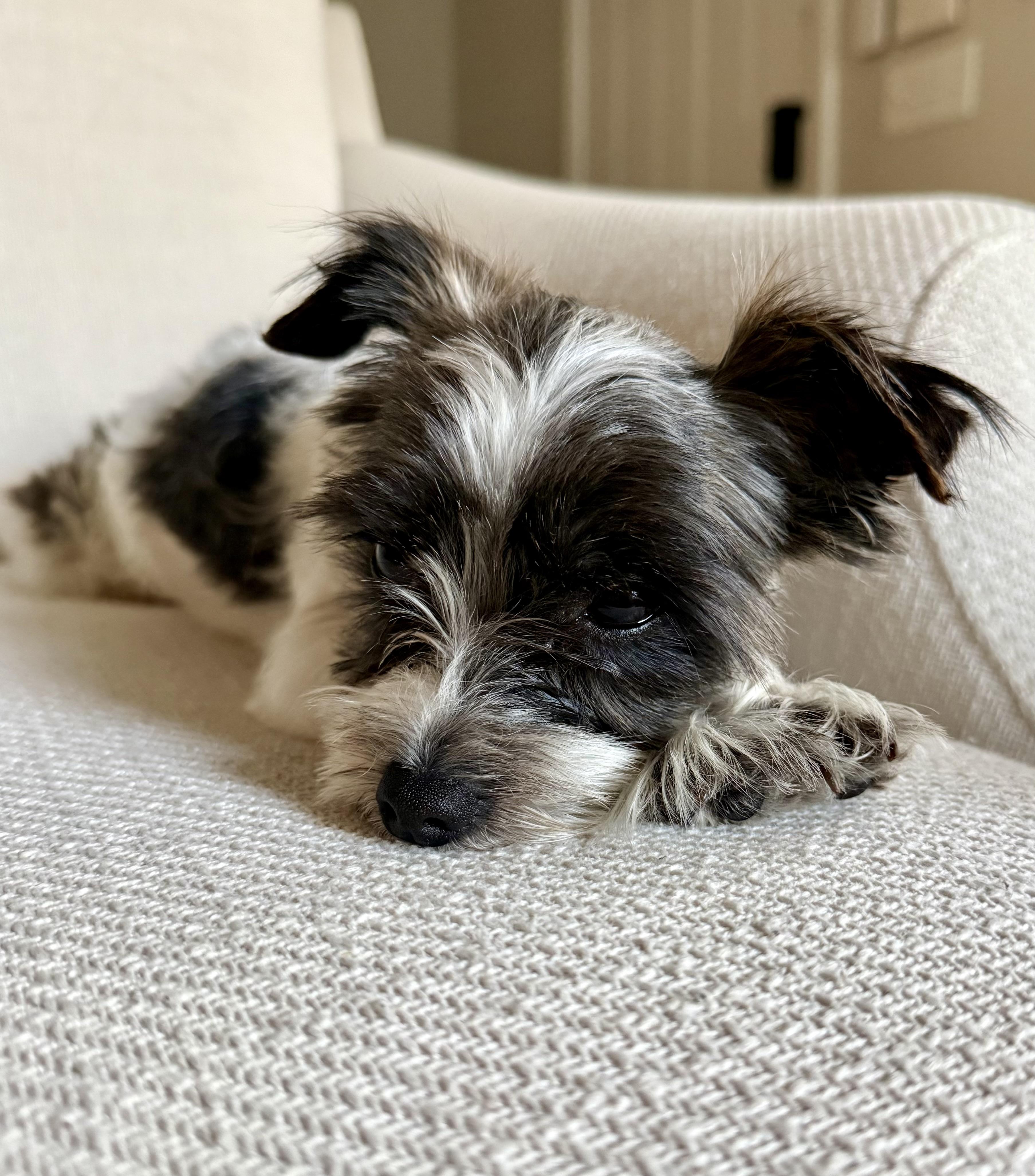Roman, a ADOPTABLE Yorkshire Terrier in Atlanta, GA image 4/4