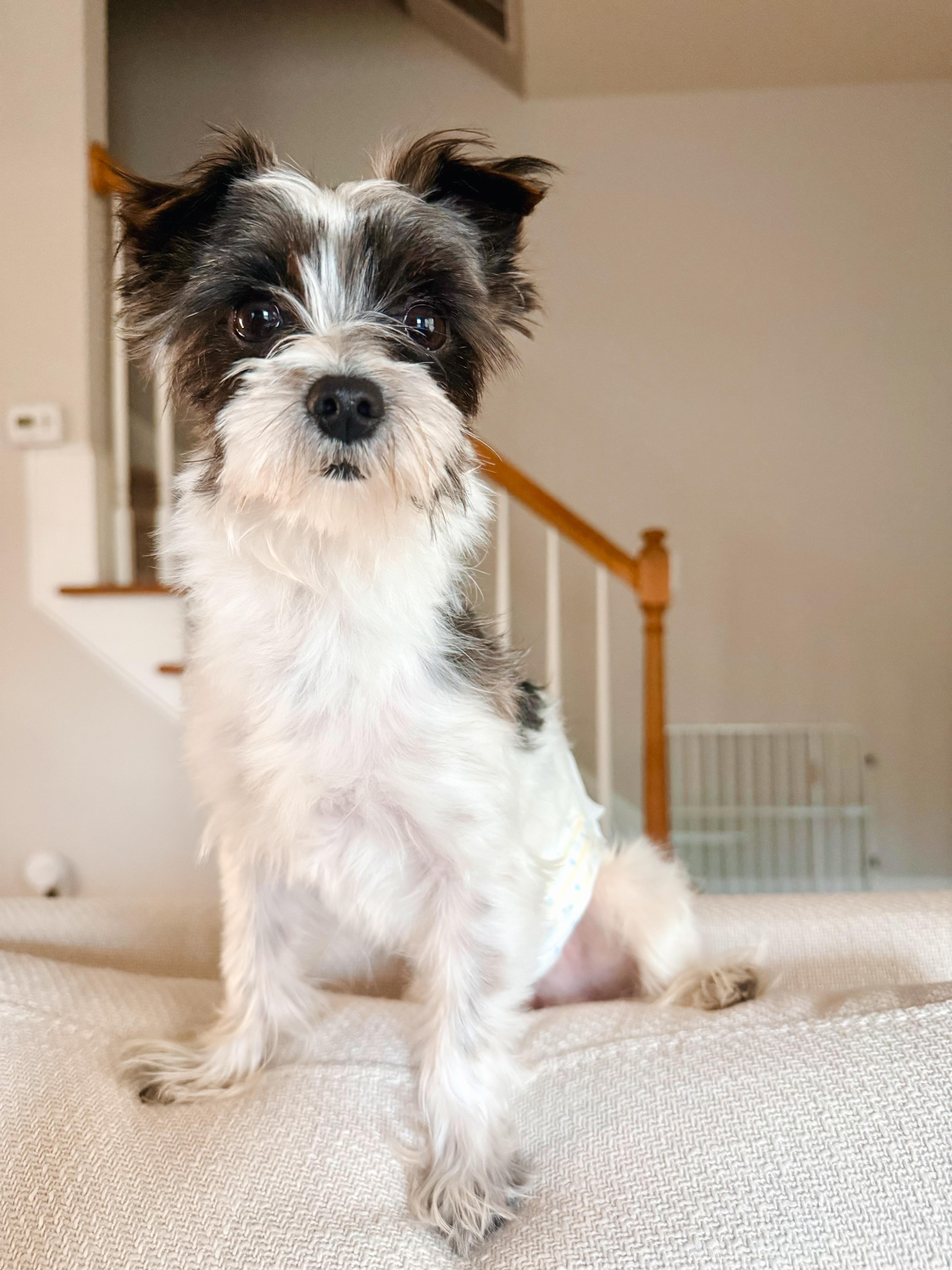 Roman, ADOPTABLE, Young Male Yorkshire Terrier.