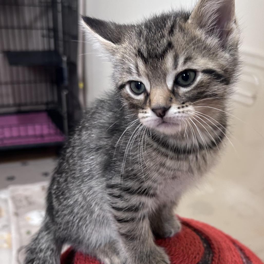 Enlarge Alfredo, a Adoptable Domestic Short Hair in Normal, IL image 1/5