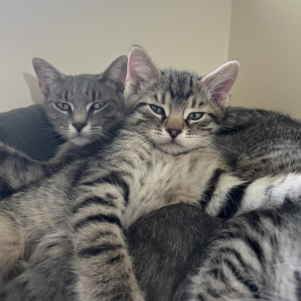 Enlarge Alfredo, a Adoptable Domestic Short Hair in Normal, IL image 2/5