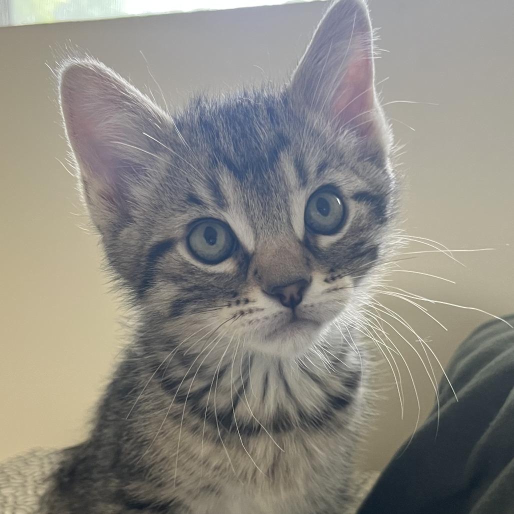 Enlarge Alfredo, a Adoptable Domestic Short Hair in Normal, IL image 3/5