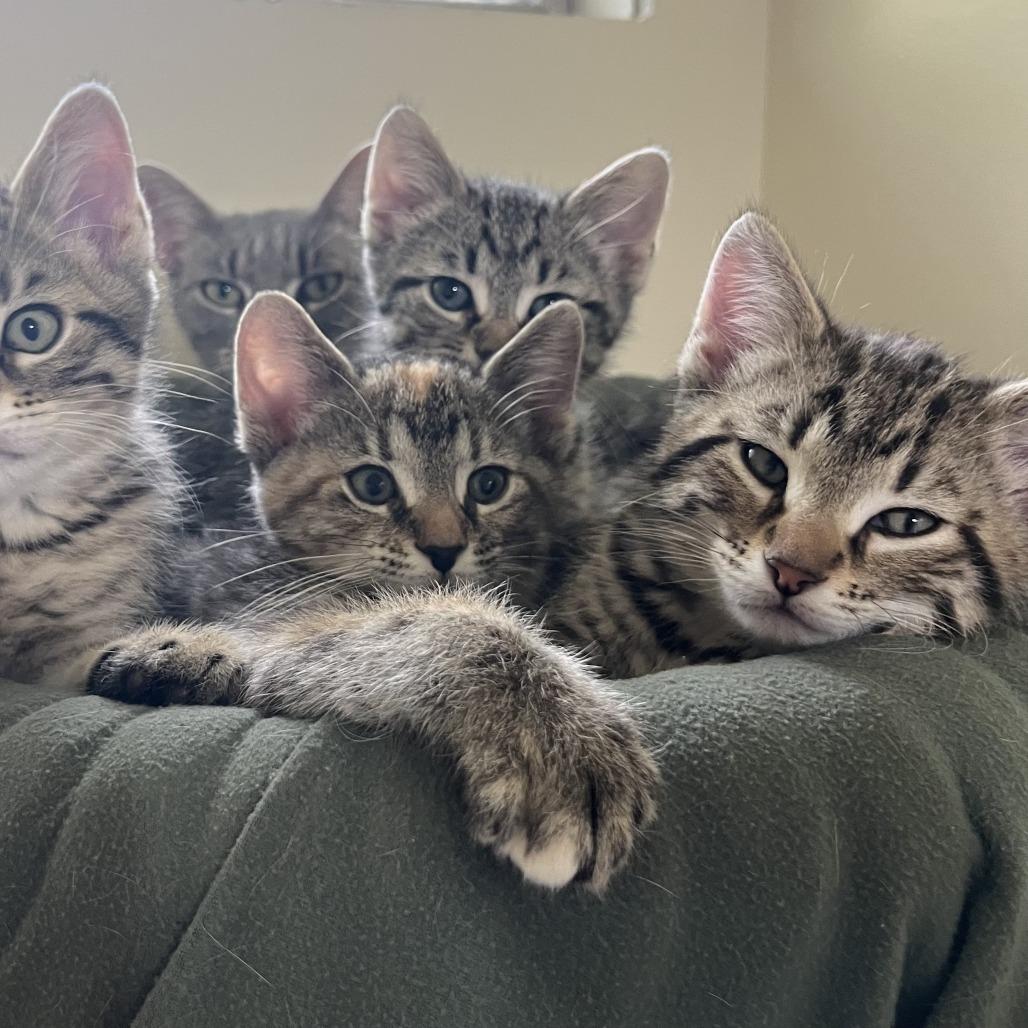 Enlarge Alfredo, a Adoptable Domestic Short Hair in Normal, IL image 4/5
