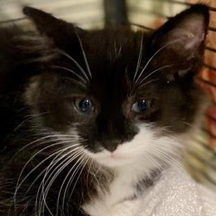 Enlarge Toro, an adopted Domestic Long Hair in Ocean Isle Beach, NC image 1/2