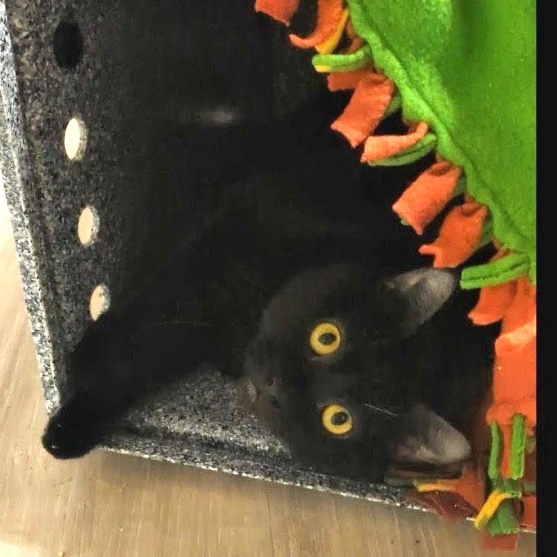 Ferrix, Adoptable, Adult Male Domestic Short Hair.