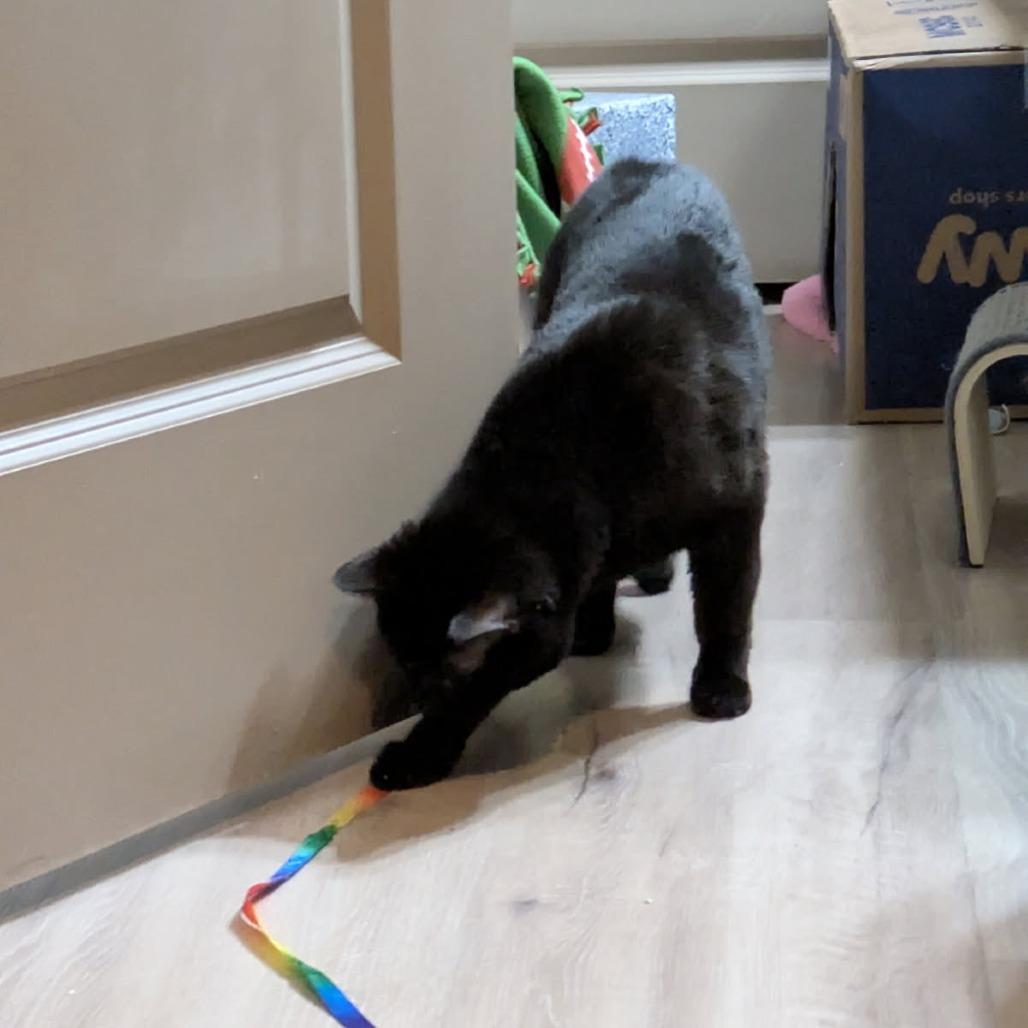 Enlarge Ferrix, a Adoptable Domestic Short Hair in Salt Lake City, UT image 2/5