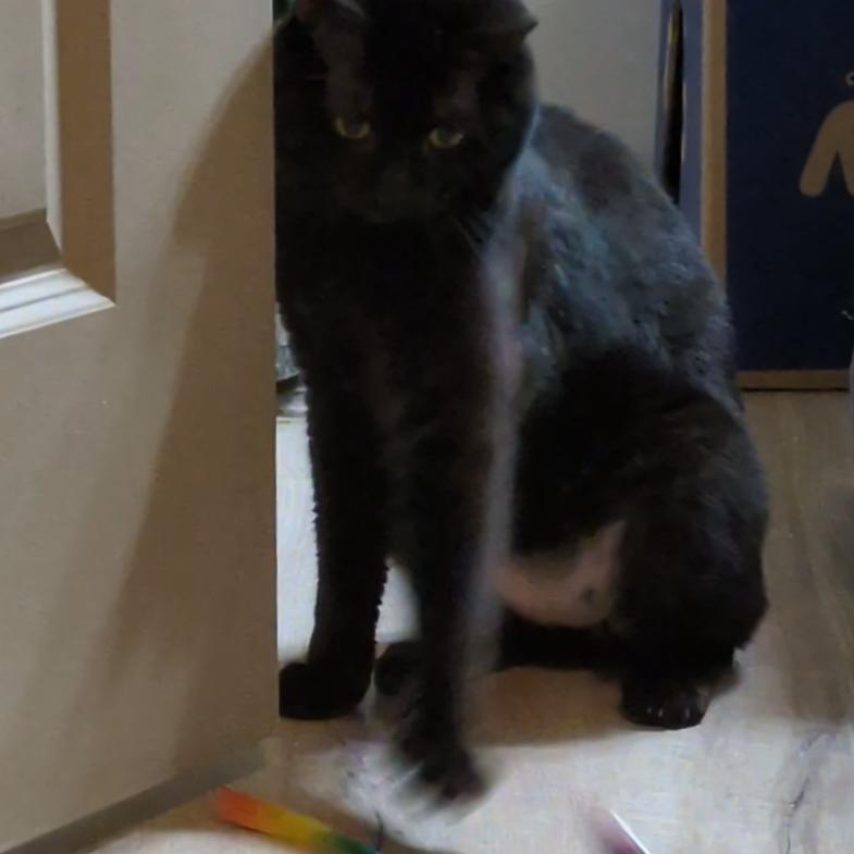 Enlarge Ferrix, a Adoptable Domestic Short Hair in Salt Lake City, UT image 3/5