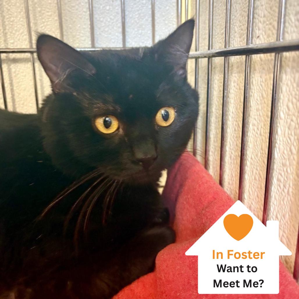 Enlarge Ferrix, a Adoptable Domestic Short Hair in Salt Lake City, UT image 4/5