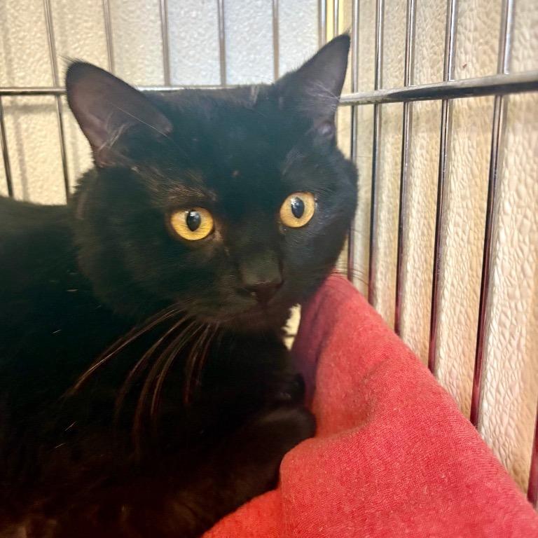 Enlarge Ferrix, a Adoptable Domestic Short Hair in Salt Lake City, UT image 5/5