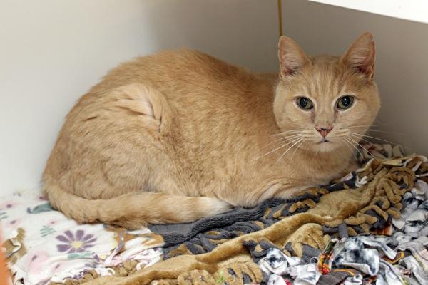 Millis, ADOPTABLE, Adult Male Domestic Short Hair.