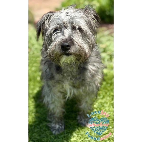 Enlarge Scooby COH, an adopted mixed breed in Inglewood, CA image 1/2