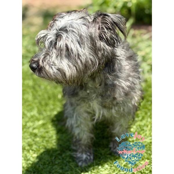 Enlarge Scooby COH, an adopted mixed breed in Inglewood, CA image 2/2