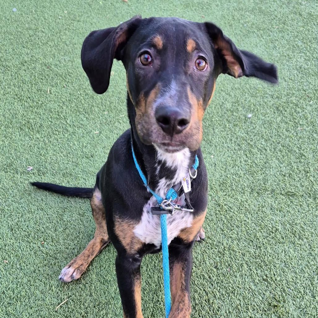 Nickel, Adoptable, Adult Male Hound & Mixed Breed.