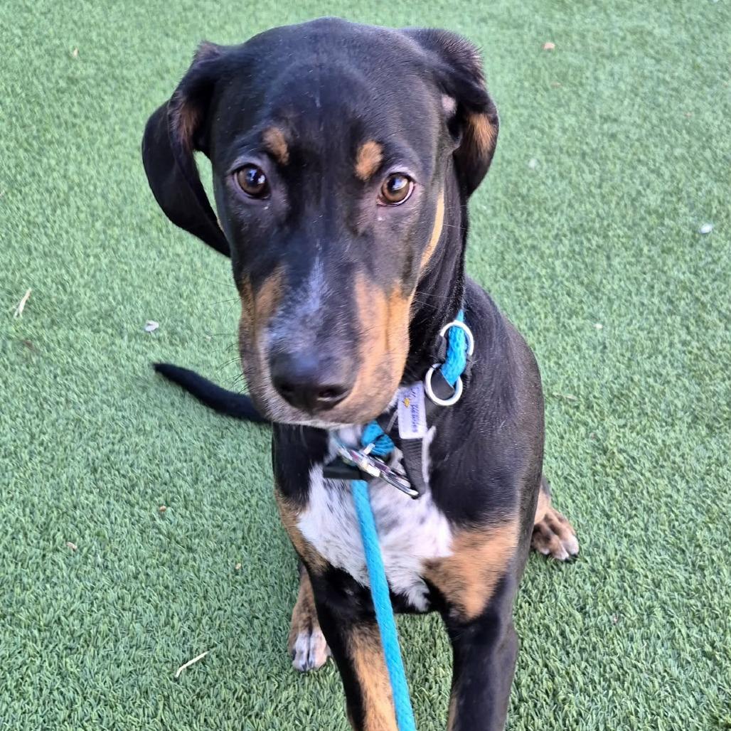 Nickel, a Adoptable mixed breed in Chattanooga, TN image 2/6